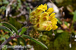 Alpen-Wundklee (Anthyllis vulneraria ssp. alpestris) (F171318) Alpen-Wundklee (Anthyllis vulneraria ssp. alpestris) (F171318)