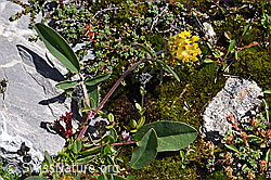 Alpen-Wundklee (Anthyllis vulneraria ssp. alpestris) (F171322) Alpen-Wundklee (Anthyllis vulneraria ssp. alpestris) (F171322)