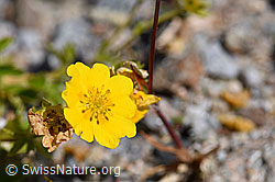 Gold-Fingerkraut (Potentilla aurea) (F171328) Gold-Fingerkraut (Potentilla aurea) (F171328)
