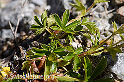 Gold-Fingerkraut (Potentilla aurea) (F171329) Gold-Fingerkraut (Potentilla aurea) (F171329)