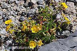 Gold-Fingerkraut (Potentilla aurea) (F171332) Gold-Fingerkraut (Potentilla aurea) (F171332)
