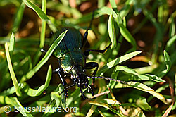 Feingestreifter Laufkäfer (Carabus monilis) (F171663)