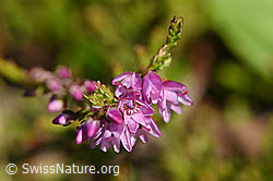 Besenheide (Calluna vulgaris) (F171666) Besenheide (Calluna vulgaris) (F171666)