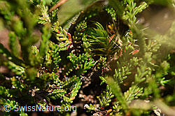 Besenheide (Calluna vulgaris) (F171667) Besenheide (Calluna vulgaris) (F171667)