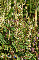 Salbeiblättriger Gamander (Teucrium scorodonia) (F171675)
