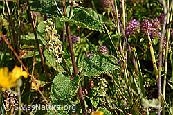 Salbeiblättriger Gamander (Teucrium scorodonia) (F171676)