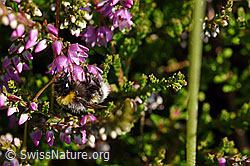 Hellgelbe Erdhummel (Bombus lucorum) an Besenheide (Calluna vulgaris) (F171681) Hellgelbe Erdhummel (Bombus lucorum) an Besenheide (Calluna vulgaris) (F171681)