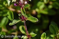 Arznei-Thymian (Thymus pulegioides) (F171683) Arznei-Thymian (Thymus pulegioides) (F171683)