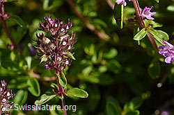 Arznei-Thymian (Thymus pulegioides) (F171684) Arznei-Thymian (Thymus pulegioides) (F171684)