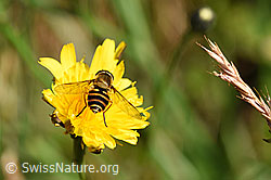 Grosse Schwebfliege (Syrphus ribesii) (F171693)