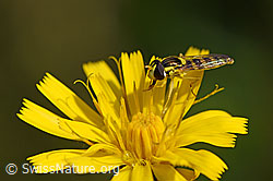 Gewöhnliche Langbauchschwebfliege (Sphaerophoria scripta) auf Blüte (25.07.2020, F171703)