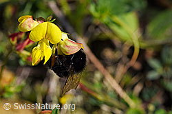 Steinhummel (Bombus lapidarius)
