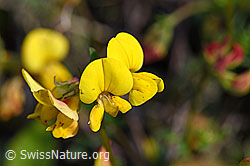 Gewöhnlicher Hornklee (Lotus corniculatus) (25.07.2020, F171710)