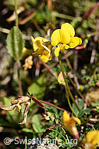 Gewöhnlicher Hornklee (Lotus corniculatus) (25.07.2020, F171716)