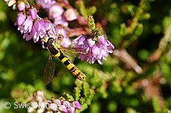 Gewöhnliche Langbauchschwebfliege (Sphaerophoria scripta) an Besenheide (Calluna vulgaris) (F171720) Gewöhnliche Langbauchschwebfliege (Sphaerophoria scripta) an Besenheide (Calluna vulgaris) (F171720)