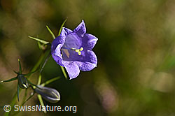 Rautenblättrige Glockenblume (Campanula rhomboidalis) (F171722) Rautenblättrige Glockenblume (Campanula rhomboidalis) (F171722)