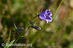 Rautenblättrige Glockenblume (Campanula rhomboidalis) (F171723) Rautenblättrige Glockenblume (Campanula rhomboidalis) (F171723)
