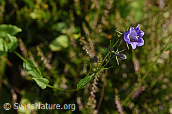 Rautenblättrige Glockenblume (Campanula rhomboidalis) (F171726) Rautenblättrige Glockenblume (Campanula rhomboidalis) (F171726)