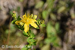 Geflecktes Johanniskraut (Hypericum maculatum) (F171727)