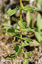 Geflecktes Johanniskraut (Hypericum maculatum) (F171729)