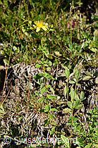 Geflecktes Johanniskraut (Hypericum maculatum) (F171731)