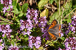 Kleiner Feuerfalter (Lycaena phlaeas) auf Arznei-Thymian (Thymus pulegioides) (F171735) Kleiner Feuerfalter (Lycaena phlaeas) auf Arznei-Thymian (Thymus pulegioides) (F171735)