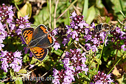 Kleiner Feuerfalter (Lycaena phlaeas) auf Arznei-Thymian (Thymus pulegioides) (F171736) Kleiner Feuerfalter (Lycaena phlaeas) auf Arznei-Thymian (Thymus pulegioides) (F171736)