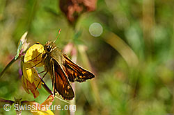 Weissfleckiger Kommafalter (Hesperia comma) auf Gewöhnlichem Hornklee (Lotus corniculatus) (F171739) Weissfleckiger Kommafalter (Hesperia comma) auf Gewöhnlichem Hornklee (Lotus corniculatus) (F171739)