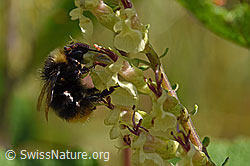 Steinhummel (Bombus lapidarius)