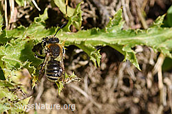 Grosse Harzbiene (Anthidium byssinum) (25.07.2020, F171760)
