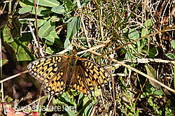 Grosser Perlmuttfalter (Speyeria aglaja) (F171761) Grosser Perlmuttfalter (Speyeria aglaja) (F171761)