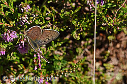 Besenheide (Calluna vulgaris). Blüten