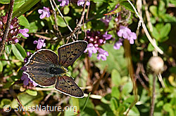 Brauner Feuerfalter (Lycaena tityrus) auf Arznei-Thymian (Thymus pulegioides) (F171771)