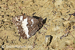 Weisser Waldportier (Brintesia circe) (F171778)