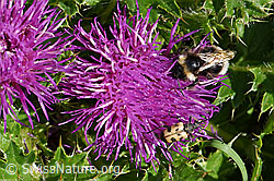 Stängellose Kratzdistel (Cirsium acaule) (F171796)