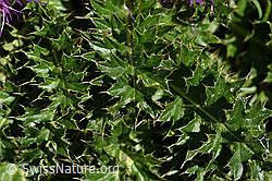 Stängellose Kratzdistel (Cirsium acaule) (F171797)