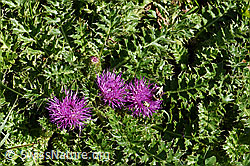 Stängellose Kratzdistel (Cirsium acaule) (F171798)