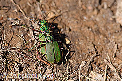 Feld-Sandlaufkäfer (Cicindela campestris) (F171805) Feld-Sandlaufkäfer (Cicindela campestris) (F171805)