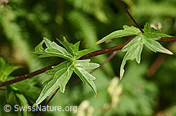 Photo: Aconitum lycoctonum ssp. neapolitanum
