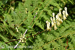 Photo: Aconitum lycoctonum ssp. neapolitanum