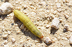 Photo: Schleiermotte (Rhigognostis marmorosella)