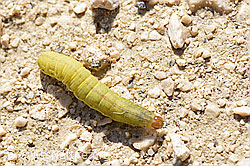 Photo: Schleiermotte (Rhigognostis marmorosella)