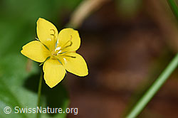 Hain-Gilbweiderich (Lysimachia nemorum) (25.07.2020, F171832)