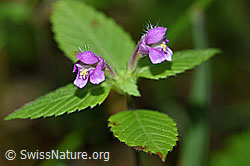 Ausgerandeter Hohlzahn (Galeopsis bifida) (F171843)