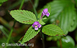 Ausgerandeter Hohlzahn (Galeopsis bifida) (F171844)