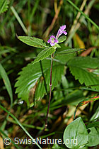 Ausgerandeter Hohlzahn (Galeopsis bifida) (F171846)