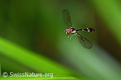 Gemeine Schattenschwebfliege  (Baccha elongata) im Flug (25.07.2020, F171861)