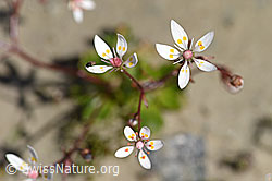 Sternblütiger Steinbrech (Saxifraga stellaris) (F171937) Sternblütiger Steinbrech (Saxifraga stellaris) (F171937)