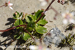 Sternblütiger Steinbrech (Saxifraga stellaris) (F171938) Sternblütiger Steinbrech (Saxifraga stellaris) (F171938)