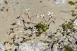 Sternblütiger Steinbrech (Saxifraga stellaris) (F171940) Sternblütiger Steinbrech (Saxifraga stellaris) (F171940)